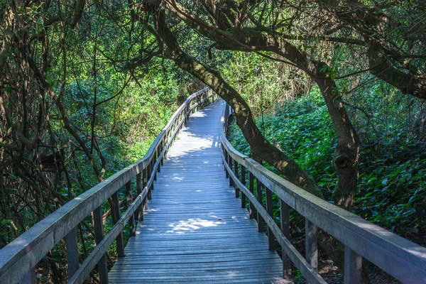 Public Pedestrian Walking Pathway Platform Raised Mangrove Swamp Bush Green — Photo