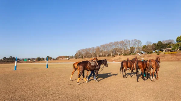 Лошадиные Пони Группы Крупным Планом Абстрактный Травяной Конный Спорт — стоковое фото