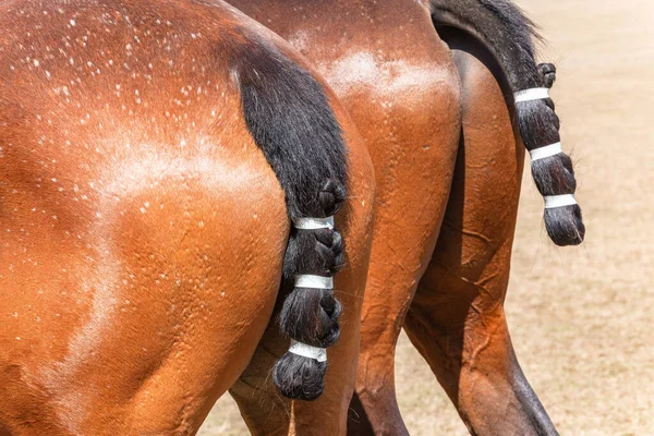 Polo Horse Pony Animals Close Rear Legs Backside Groomed Tails — стоковое фото