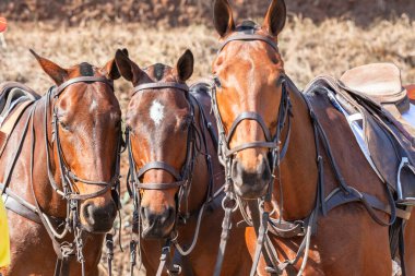Polo equestrian animals grouped portrait resting saddled up for next chukka grass field sport.