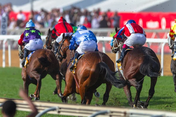 Jokeylerin yakın çekimde at yarışları galibiyet için koşuşturmaları.
