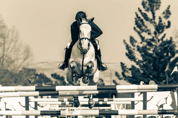 Equestre Branco Cinza Cavalo Cavaleiro Irreconhecível Pessoa Meio Voo Saltar — Fotografia de Stock