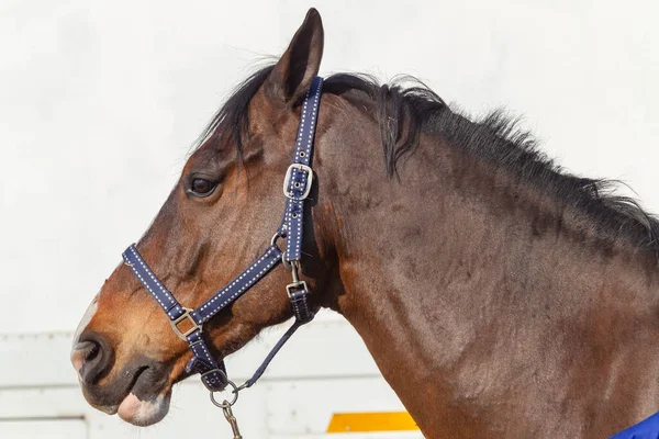 Cavalo Pônei Close Cabeça Pescoço Lado Retrato Perfil Contra Reboque — Fotografia de Stock