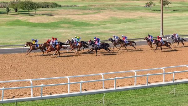 Horse Racing Overhead Action Jockeys Horses Race Sand Poly Track — Stok fotoğraf