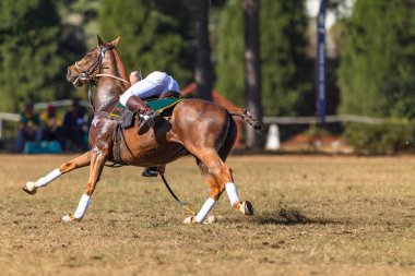 Polo Cross Player horse pony rider unrecognizable scoops ball with racket off the ground action play at polo-cross game.