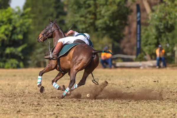 Polo Cross Player Horse Pony Rider Unrecognizable Scoops Ball Racket — Stock Photo, Image