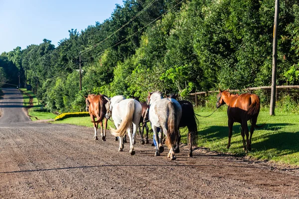 Horses Six Animals Grooms Walking Equestrian Countryside Road Morning Landscape — Stockfoto