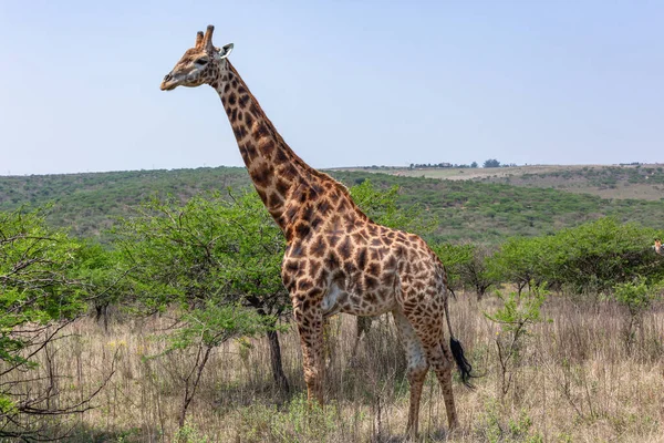 Giraffe Bull Male Wildlife Animal His Habitat Acacia Trees Covering — Stock Photo, Image