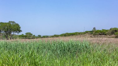 Sulak arazi bitkileri, vahşi doğada çim ağaçlarını uzun süre besliyor. Yaz mevsimi manzaralı bir manzara..