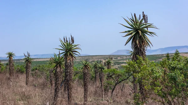 Aloe Plants Tallspecies Protected Wildlife Wilderness Growing Thick Summer Vegetation — Stock Photo, Image