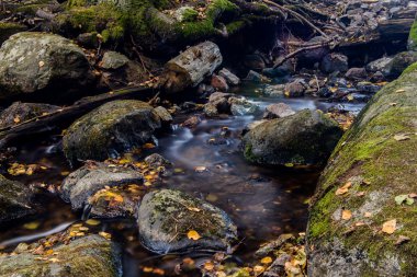 sonbahar gıcırtısı yavaş su ve leavs