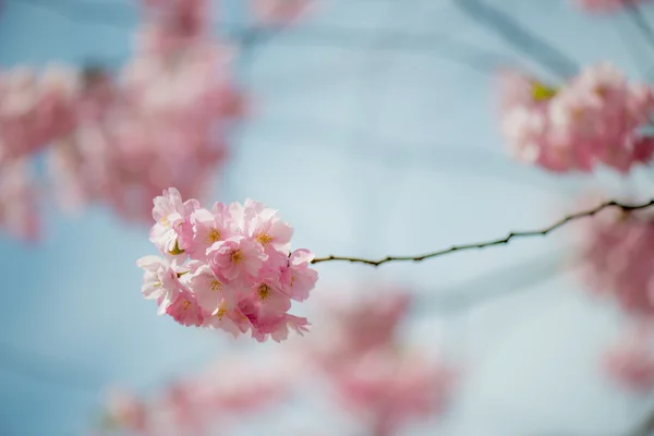 Sakura kiraz çiçeği
