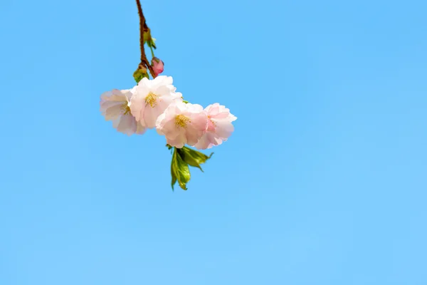 Sakura kiraz çiçeği