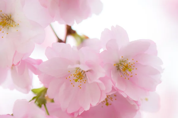 Sakura kiraz çiçeği