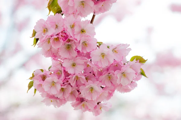 Sakura kiraz çiçeği