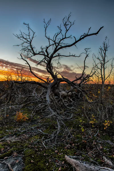 Lonley dead tree in the sunset