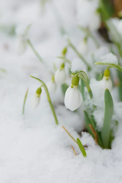 Snowdrops in the snow springtime — Stock Photo, Image