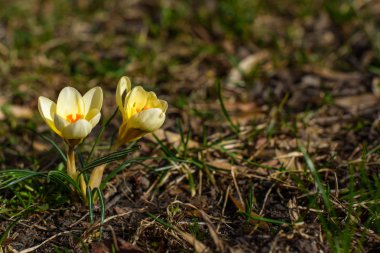 Sarı Çiğdem grubu
