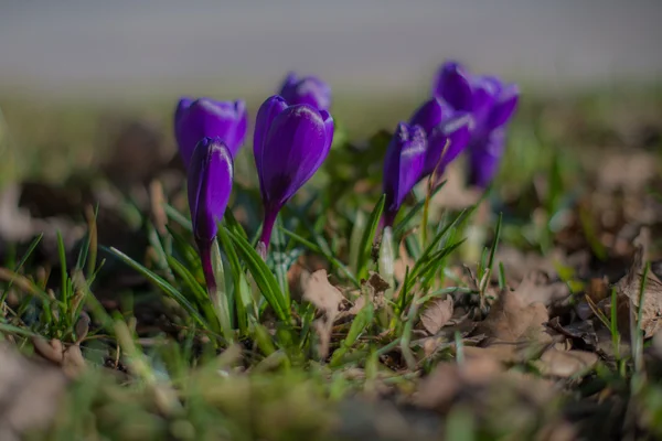 Grupp av lila krokus — Stockfoto