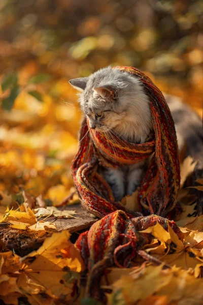 Fénykép Egy Szürke Macskáról Ősszel Sárga Levelek — Stock Fotó
