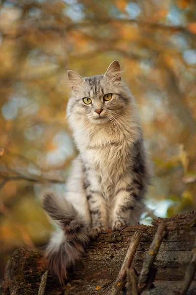 Foto Van Een Mooie Pluizige Kat Herfst — Stockfoto