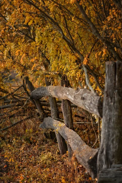 Sonbahar Bahçesindeki Eski Ahşap Bir Çitin Fotoğrafı — Stok fotoğraf