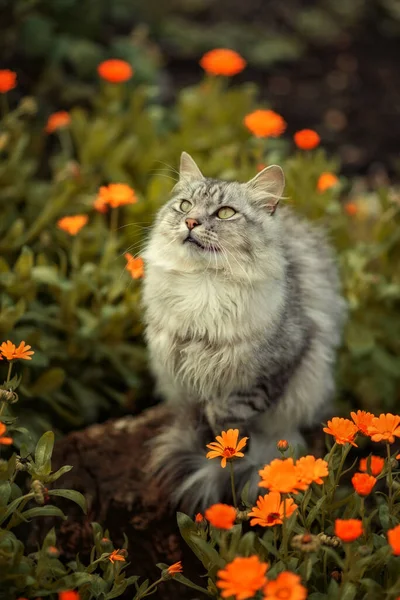 一只漂亮的毛茸茸的橙色猫 — 图库照片