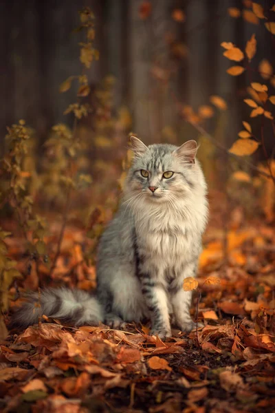 Graue Flauschige Katze Herbstlaub — Stockfoto