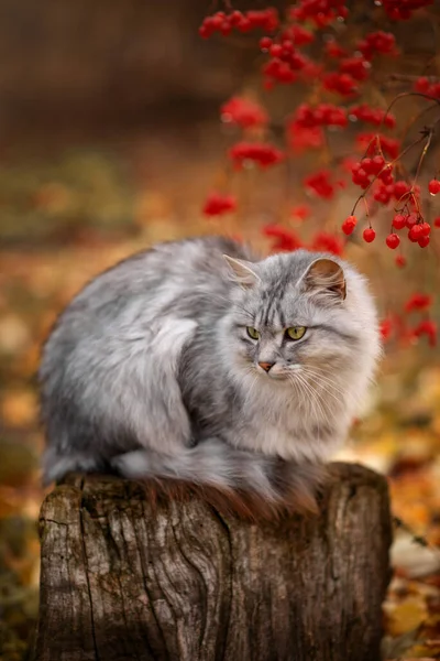 秋天的花园里 一只美丽的灰色的猫在红色的冬青附近 — 图库照片