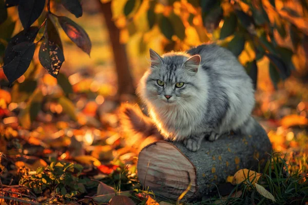 照片上一只美丽的毛茸茸的灰猫靠近一棵秋天的树 — 图库照片