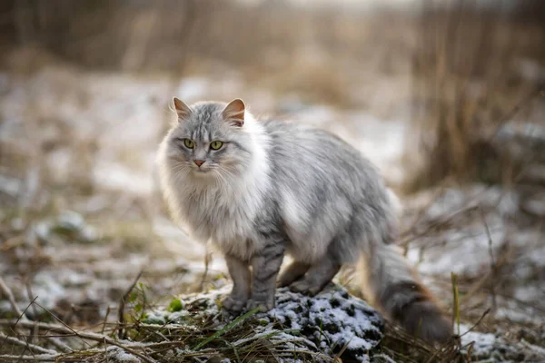 Kışın Sokaklarda Gezen Güzel Pofuduk Bir Kedinin Fotoğrafı — Stok fotoğraf