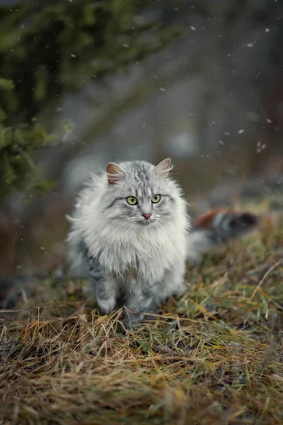Fénykép Egy Bolyhos Kóbor Macskáról Utcán Télen — Stock Fotó