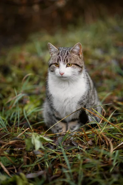 街上一只漂亮的流浪猫的照片 — 图库照片