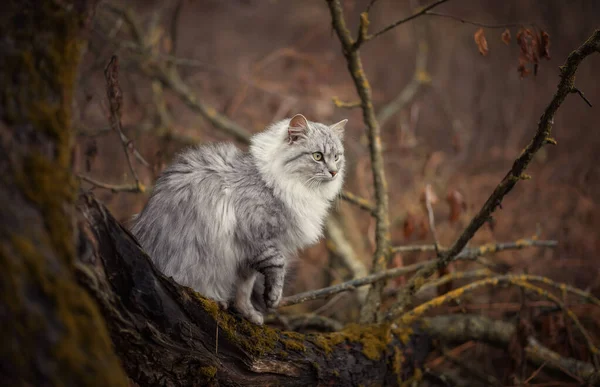 秋末花园一只灰色绒毛猫的照片 — 图库照片
