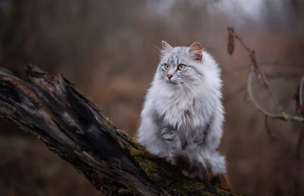 Fénykép Egy Gyönyörű Szürke Macskáról Egy Fán — Stock Fotó