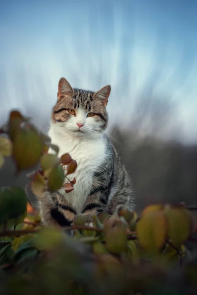 Фото Коричневого Тэбби Кота Прогулке Осеннем Лесу — стоковое фото