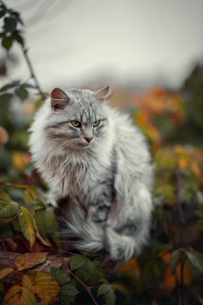 Foto Van Een Wilde Grijze Kat Herfsttuin — Stockfoto