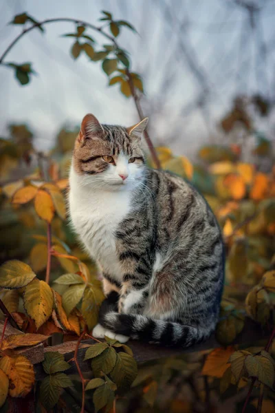Fénykép Egy Gyönyörű Bolyhos Macska Őszi Kertben — Stock Fotó