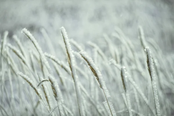 Foto Van Oud Gras Vorst Winter — Stockfoto