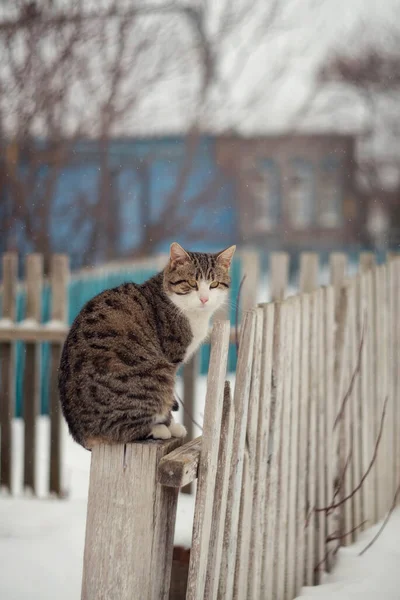 Foto Gato Del Pueblo Calle Invierno — Foto de Stock