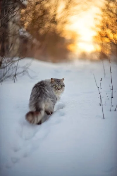 Photo Gray Fluffy Cat Winter Sunset — Stock Photo, Image