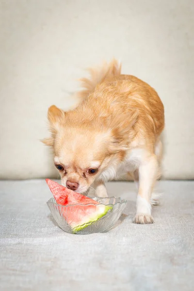 Cachorro Chihuahua Vermelho Cheira Uma Fatia Melancia — Fotografia de Stock
