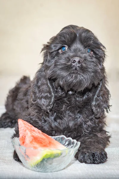 Black Cocker Spaniel American Puppy Cup Watermelon Front Him — Stock Photo, Image