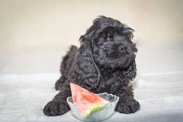 Black American Cocker Spaniel Puppy Doesn Want Eat Watermelon Stock Photo