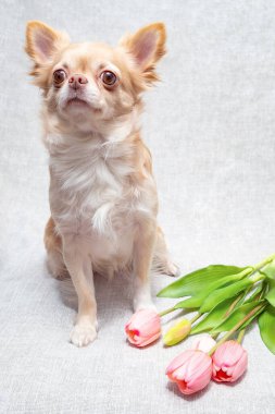 A red chihuahua dog sits with a bouquet of pink tulips