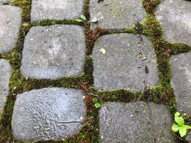 Gündüz vakti bahçesinde yeşil çimen ve yosun bulunan çeşitli renklerde birbirine yakın kaldırımlar.