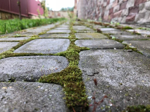 Pavers Aninhados Várias Cores Com Grama Verde Musgo Jardim Chique — Fotografia de Stock