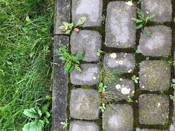 Pavers Aninhados Várias Cores Com Grama Verde Musgo Jardim Chique — Fotografia de Stock