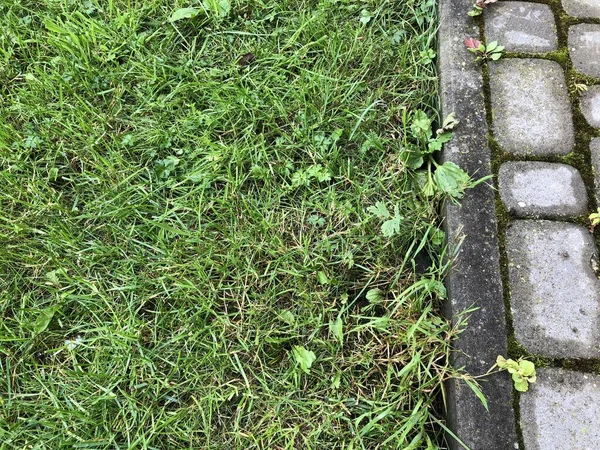 昼間にシックな庭に緑の芝生と苔を持つ様々な色のネストされた舗装 — ストック写真