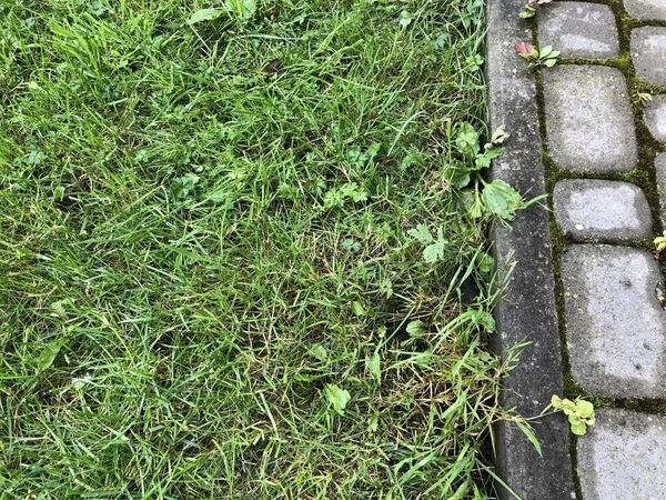 Geneste Straatstenen Van Verschillende Kleuren Met Groen Gras Mos Chique — Stockfoto